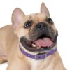 Lost Canyon Logo Dog Collar - Image 3