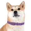 Lost Canyon Logo Dog Collar - Image 24