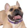 Lost Canyon Logo Dog Collar - Image 9