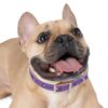 Lost Canyon Logo Dog Collar - Image 6
