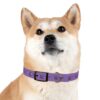 Lost Canyon Logo Dog Collar - Image 27