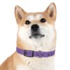 Lost Canyon Logo Dog Collar - Image 30